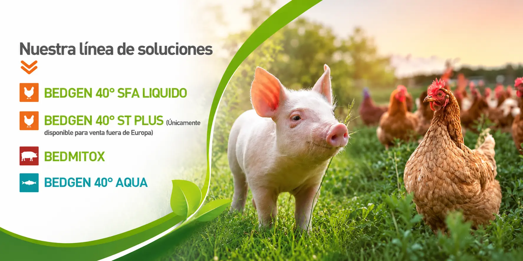 Soluciones Bedson Europe